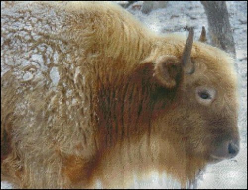 (image for) White Bison